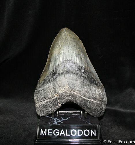 Giant North Carolina Megalodon Tooth - inches #964
